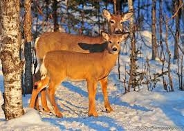 Why wild venison is a climate-friendly swap for beef
