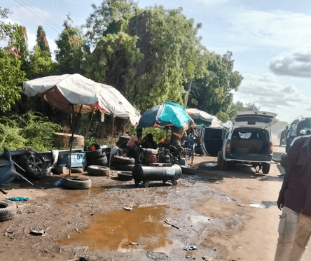 Garissa’s green guardians: Municipality moves to save acacia trees from mechanics