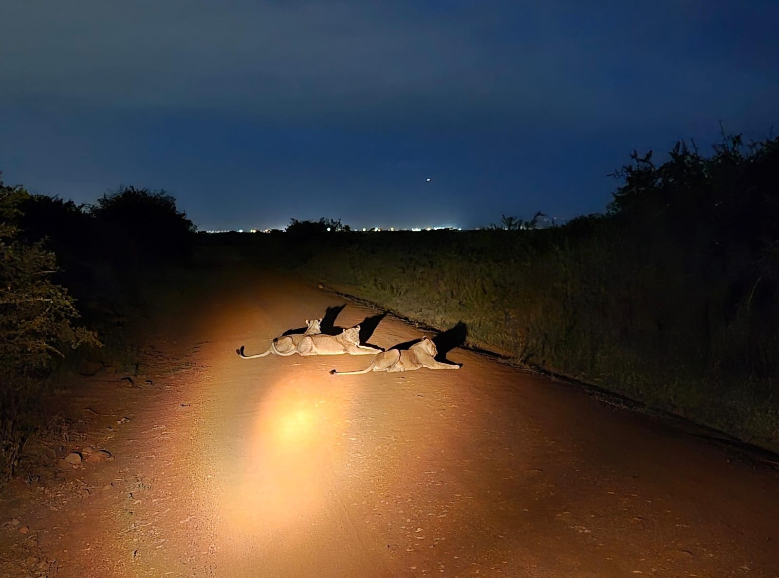 Nairobi National Park: City lights, wild nights