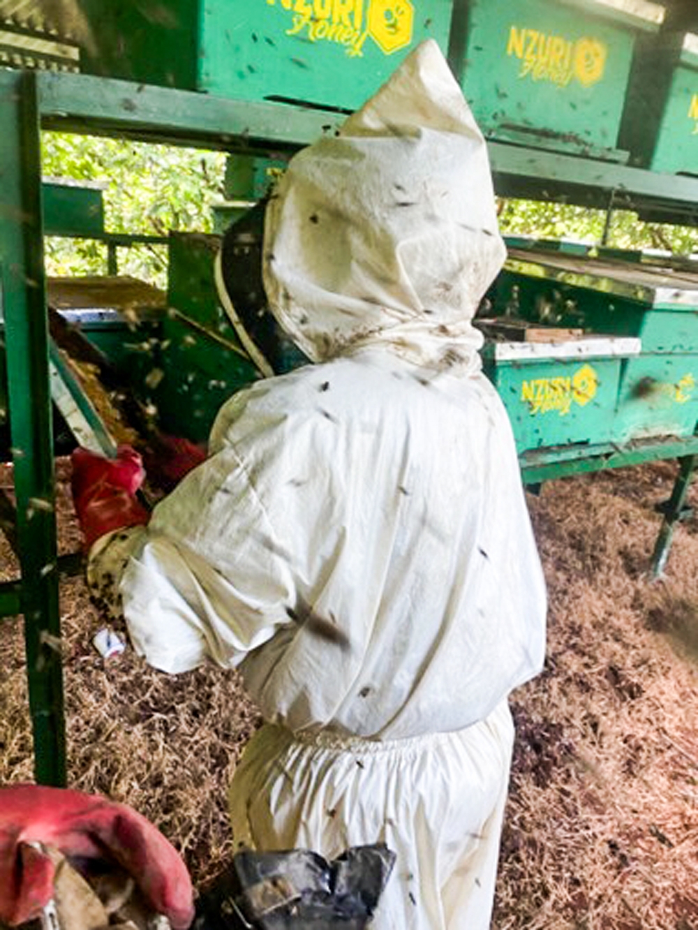 Ex-auditor turns beekeeping into climate-smart revolution