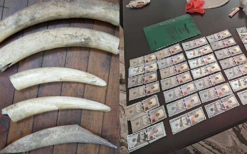 Arrests as police recover elephant tusks, fake gold