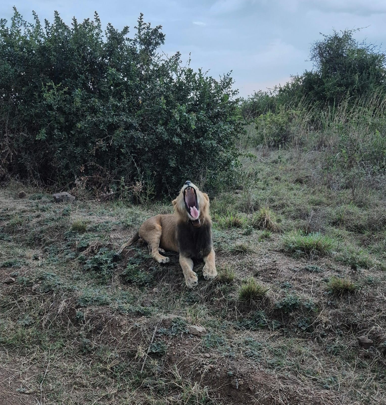 Carnivore experts seek solution to curb declines, promote coexistence