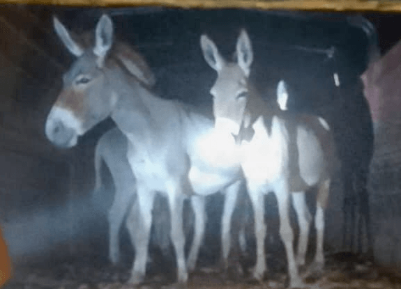 Police arrest 6, recover stolen donkeys in Bura East
