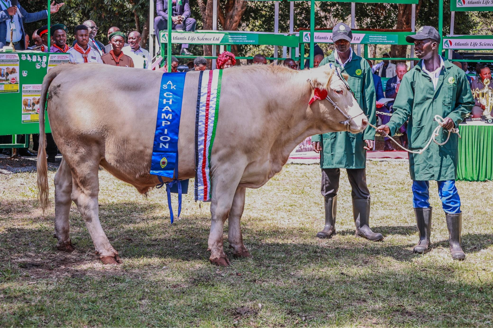 Ruto tops bids as champion bulls steal show at Nairobi fair