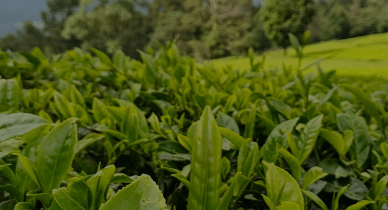 Educate smallholder tea farmers on factors affecting prices to quell discontent, players urged