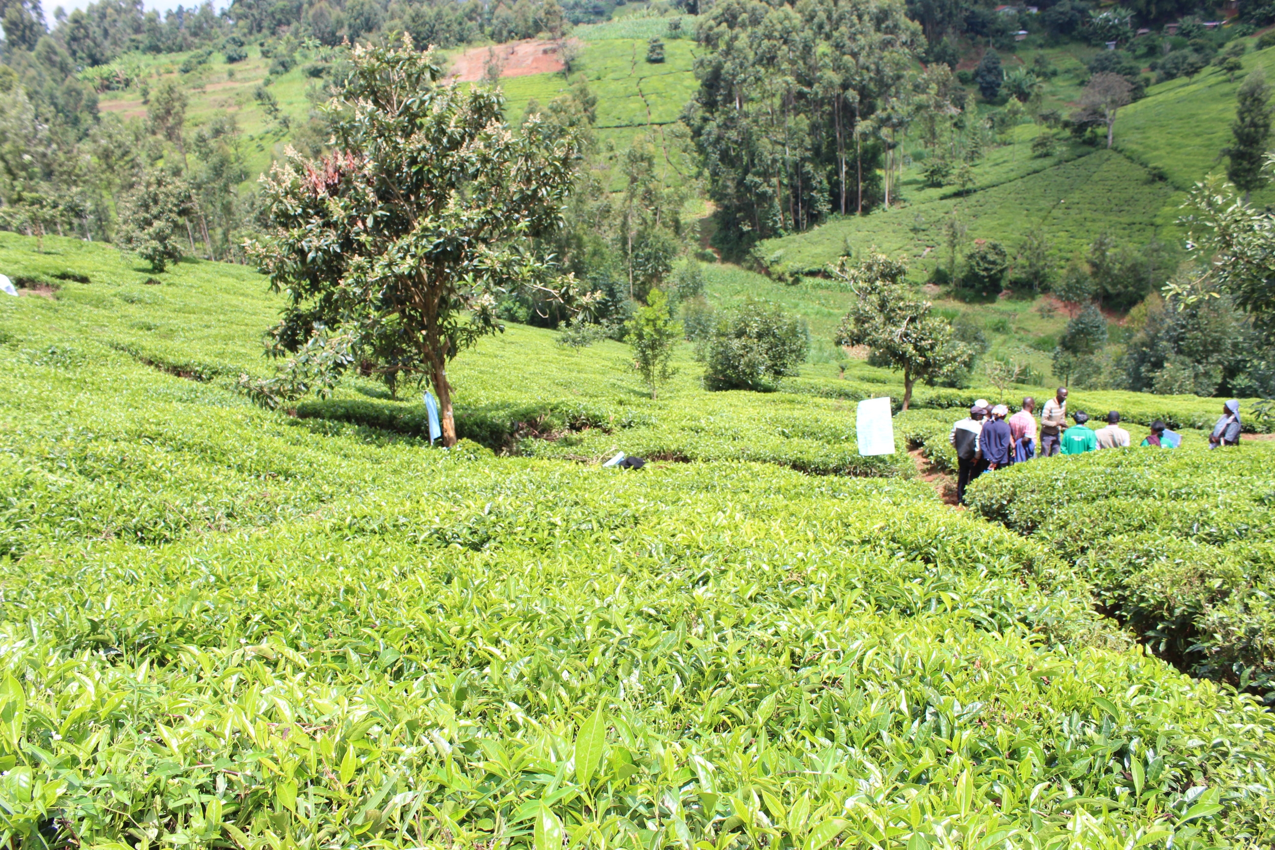 KTDA spotlighted as lawmakers call for audit, inquiry