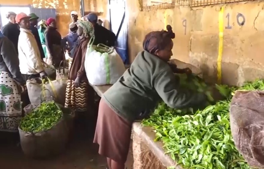 Tea factory in avocado diversification drive to boost farmers’ income