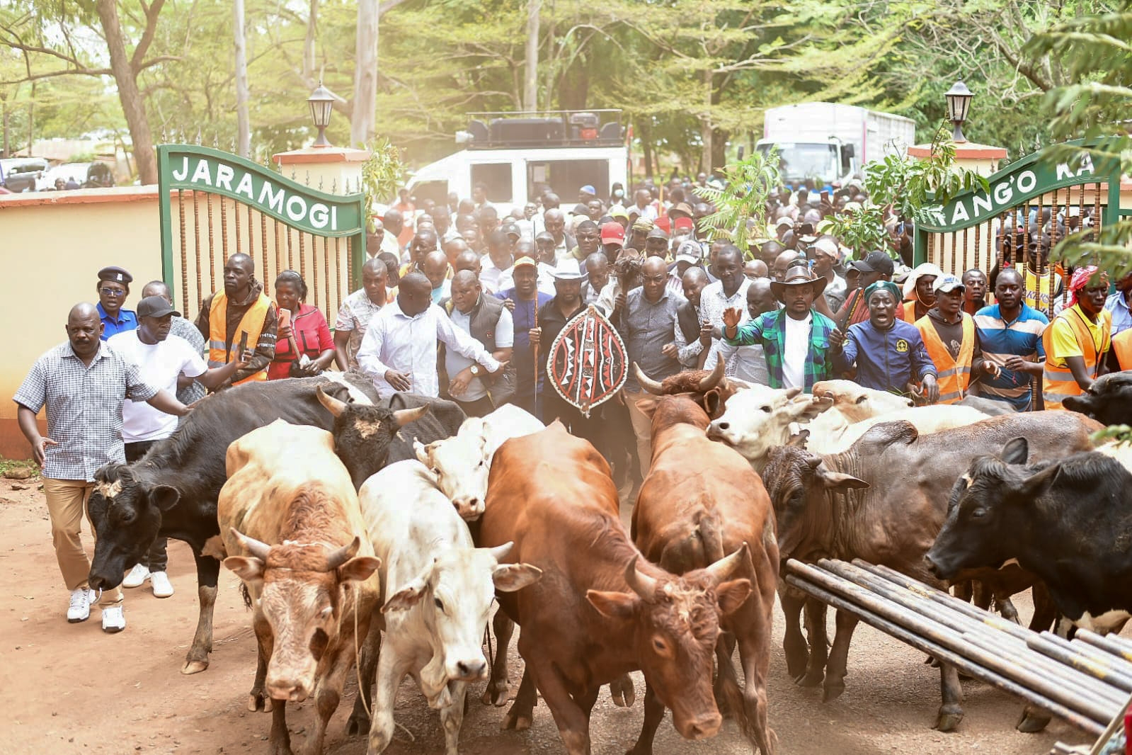 Natembeya gives 15 bulls for Raila's burial ceremony