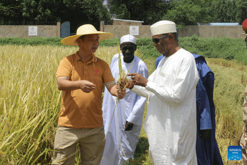 Feature: China-aided agricultural project helps boost Chad's food security