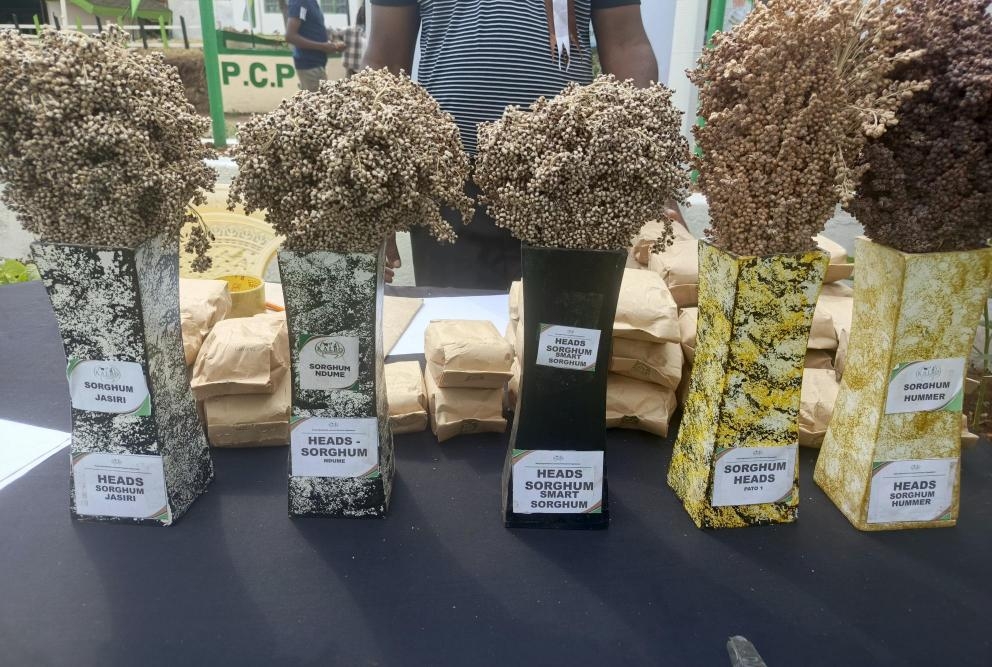Climate-smart sorghum varieties offer farmers solution against birds and drought