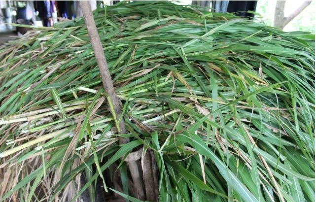 Man kills father in quarrel over napier grass in Eregi