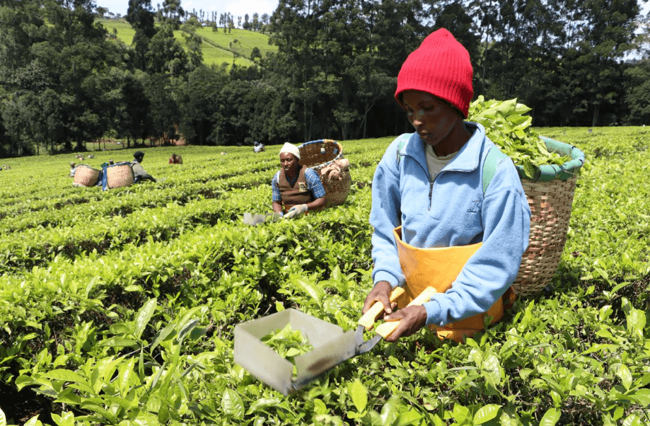 Kenya, Sub-Sahara growth resilient but face urgent jobs challenge – World Bank