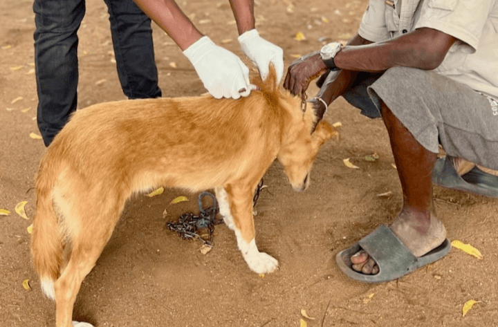 KSPCA opens Watamu branch to strengthen rabies control and animal welfare