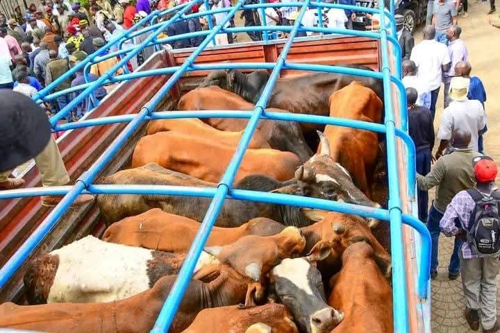 80 bulls for 80 years: Kalenjin leaders honour Raila with grand gesture