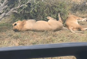 Tourist under fire over remarks on sleeping lions