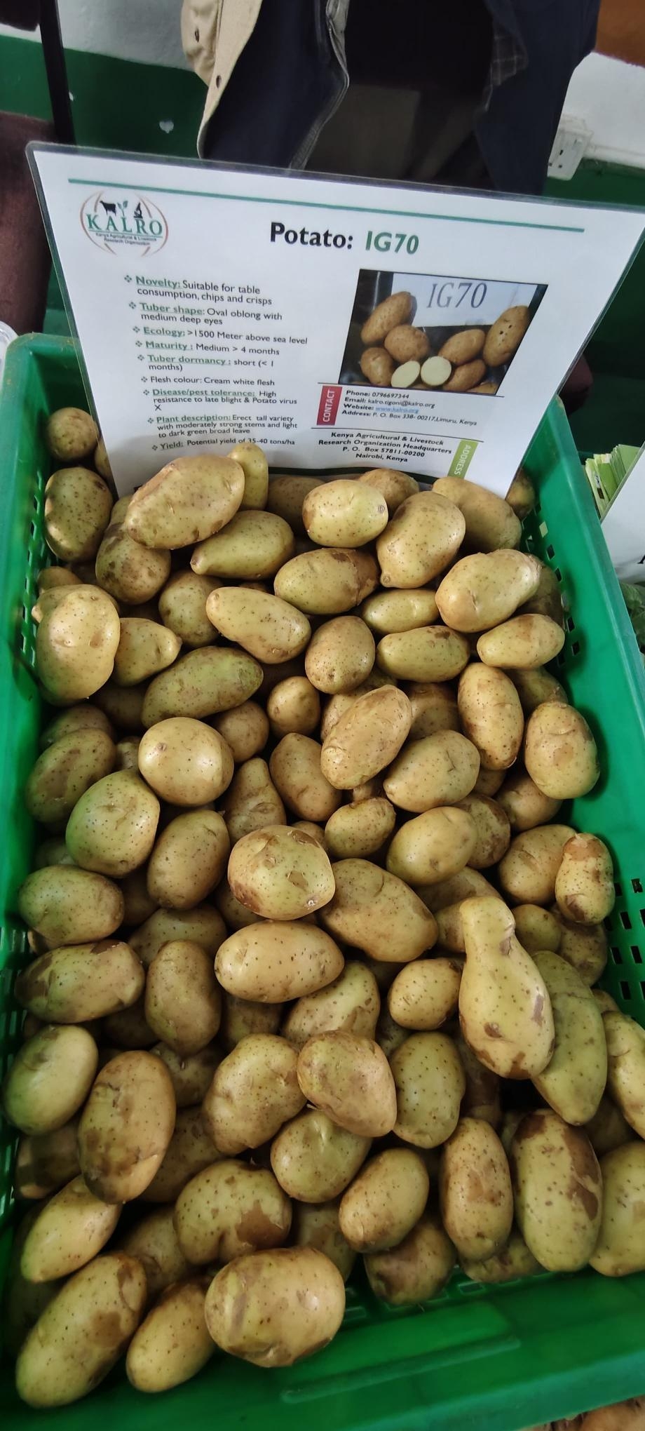 KALRO showcases new potato variety to boost yields and tackle late blight