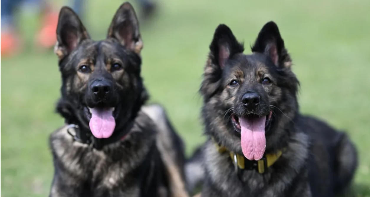 Police probe theft of 4 dogs from Malawi presidential palace