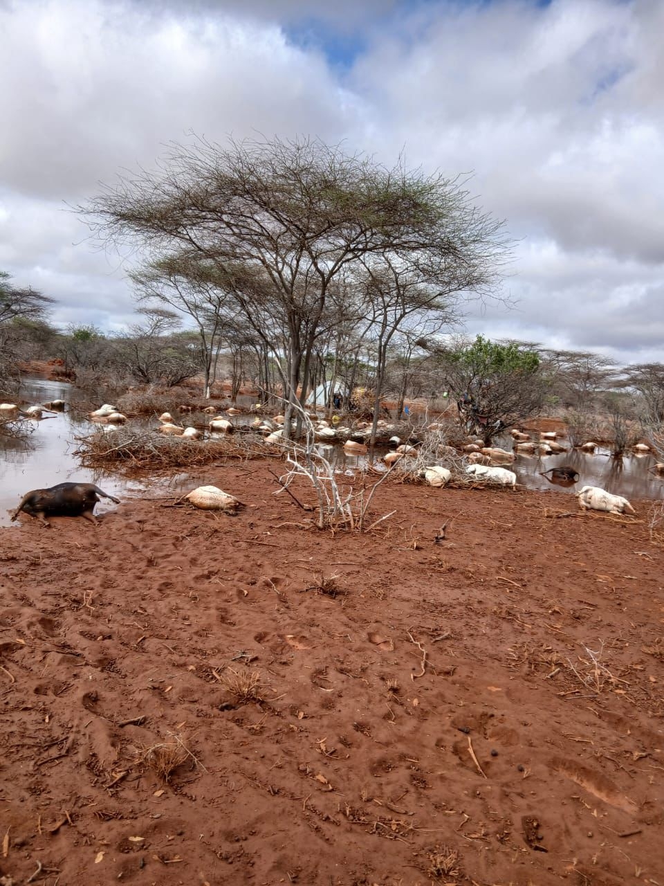 Blessing turns into tragedy as downpour kills livestock in Balambala