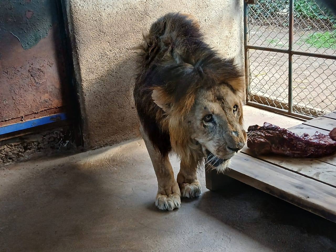 Not neglect: KWS responds after viral video of Lion in Karen