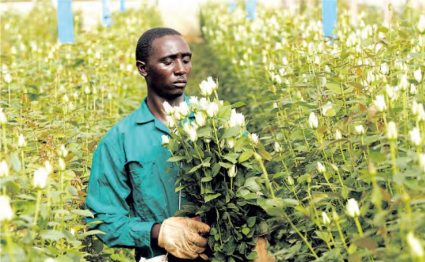 BAKKER: Bloom or bust: Seizing opportunities in changing flower trade