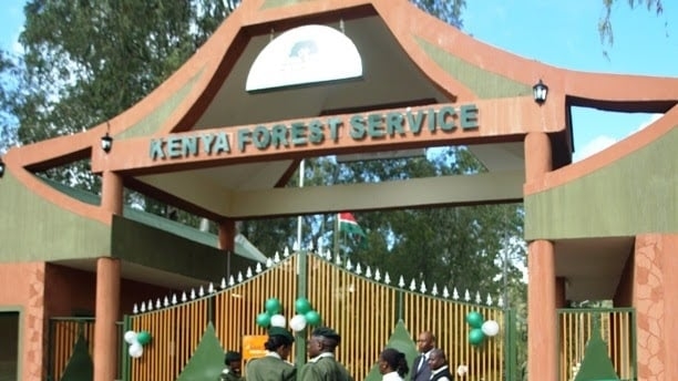 KFS denies land grabbing claims in Menengai forest