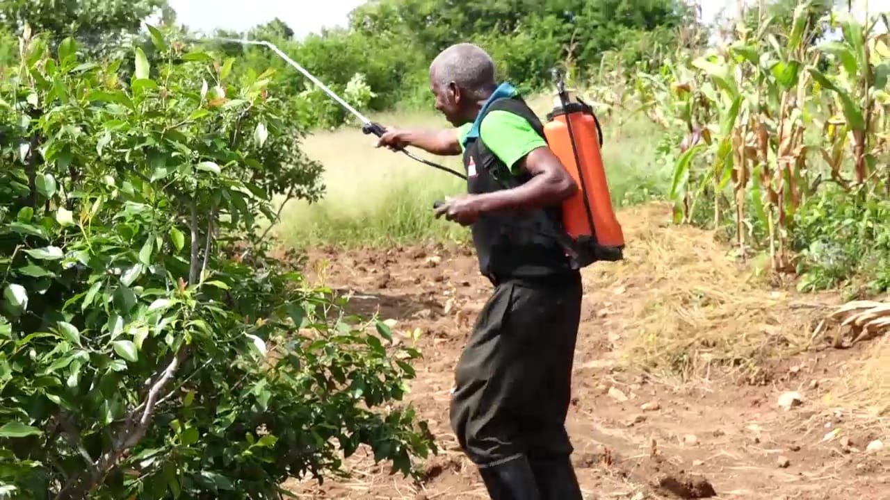 How CBE is uprooting kids from muguka farms’ grip