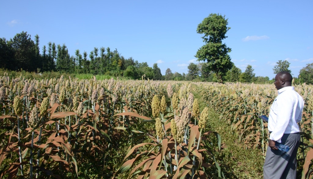 KBL launches Sh33.7m campaign to benefit sorghum farmers