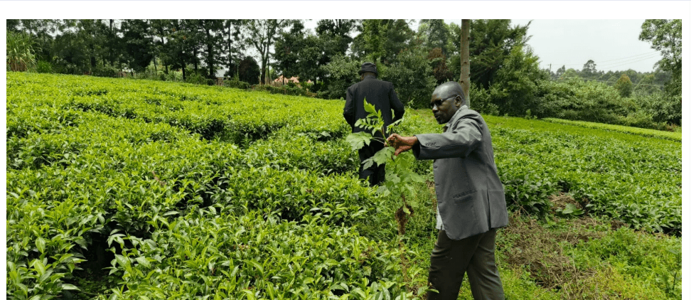KTDA promises tea farmers higher bonuses after extensive reforms