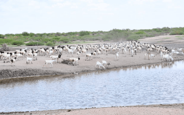 Declare drought national disaster, NE MPs urge Ruto