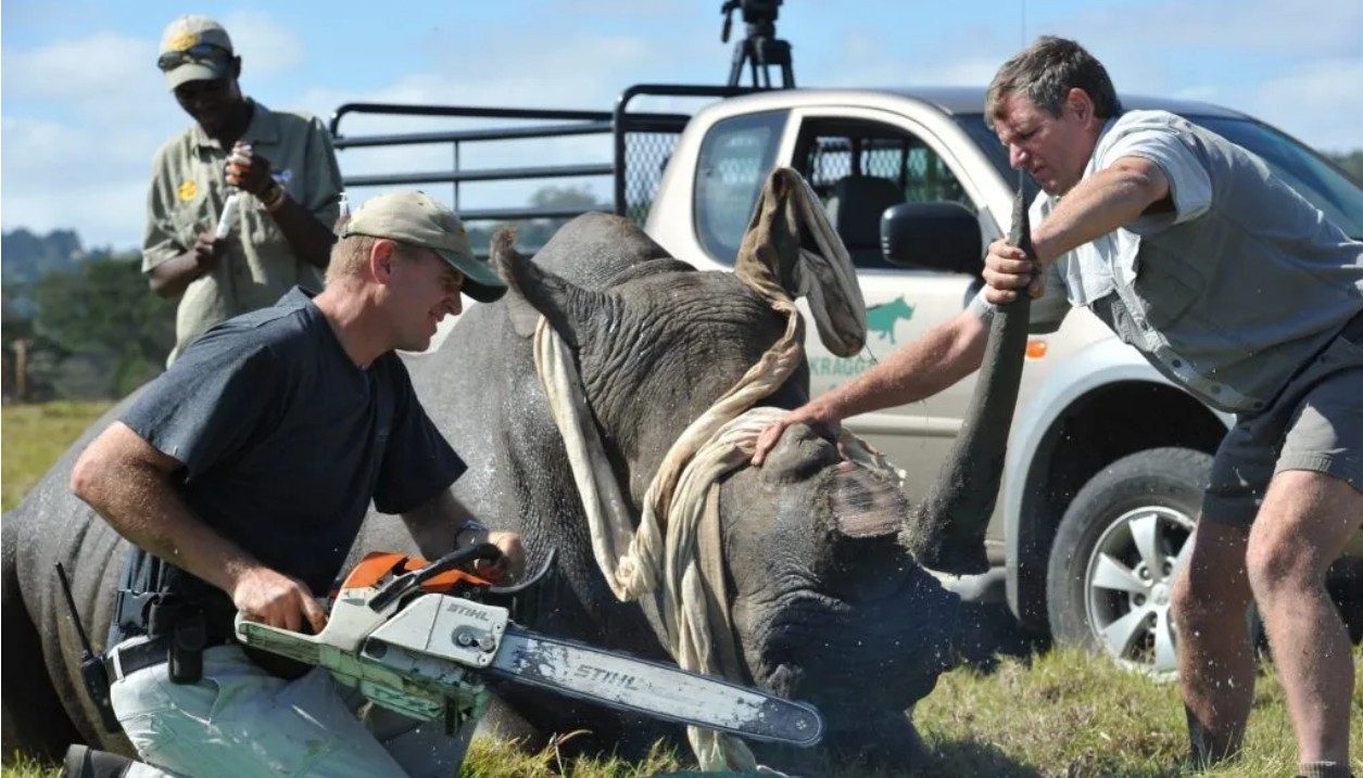 Namibia loses bid to overturn ban on rhino horn trade