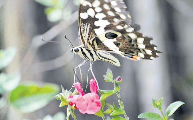 Study warns of alarming butterfly population drop