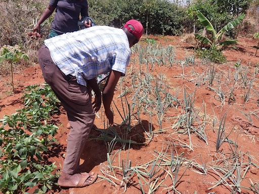Machakos farmers warned of possible drought