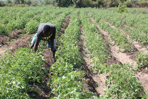 State pushes for increased investment in irrigation to boost production