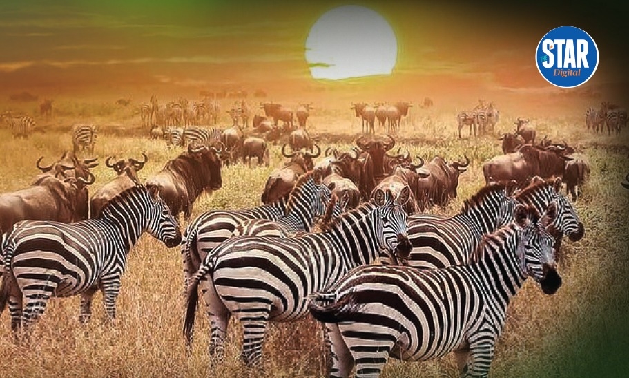 Know Kenya: Nairobi National Park