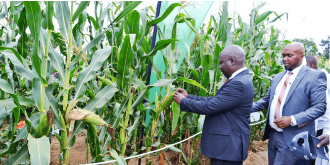 Kitui faces hunger due to poor rains as maize price hits Sh62 per kilo