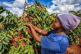 Global movement to restore Kenya’s coffee glory launched
