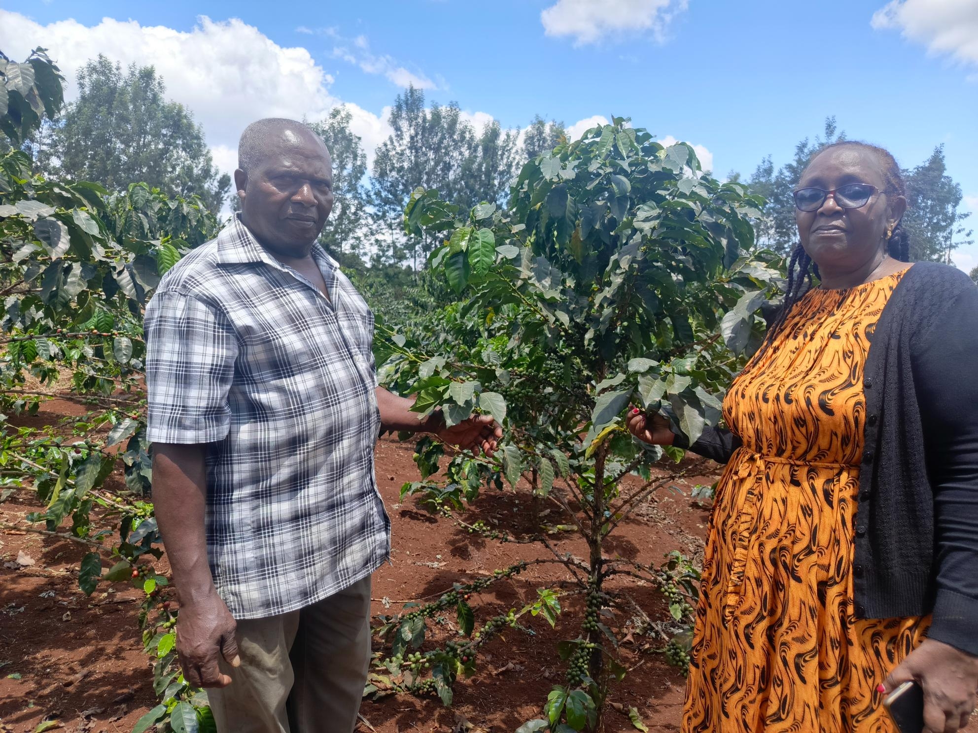 Digital tech, farmers' mills aiding the revival of coffee in Kirinyaga