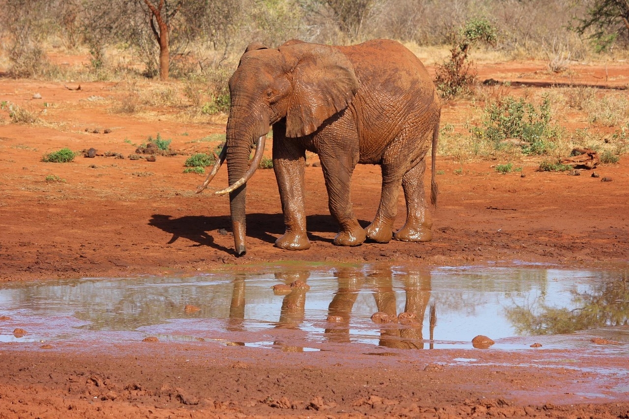 TOURISM: Childhood in the magical savannahs of Tsavo parks