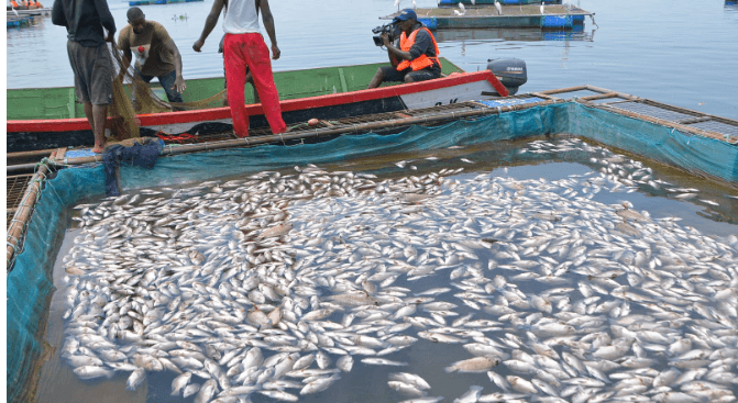 Pain as mystery disease wipes out fish in Lake Victoria cages