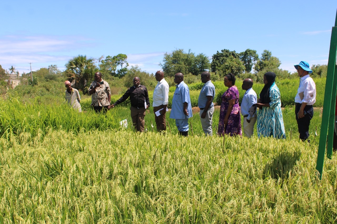 Coast rice farmers get boost with new high-yield variety