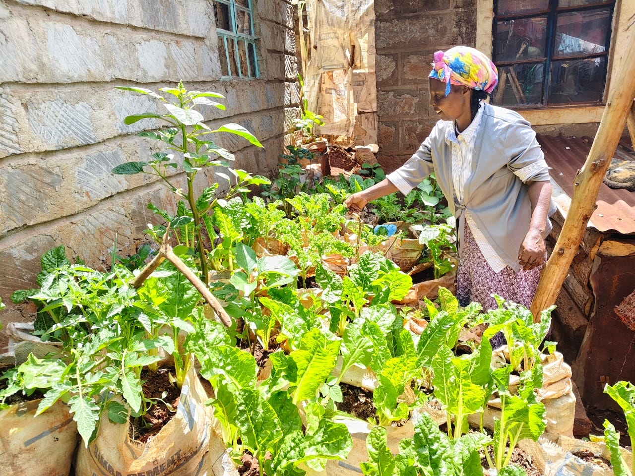 Kandara locals turn to kitchen gardens to fight malnutrition