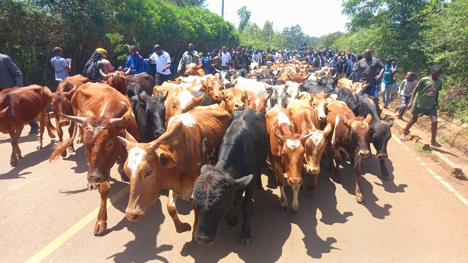 Kalonzo delivers 100 cattle to Raila’s Opoda Farm