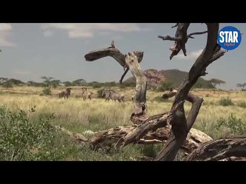 Isiolo South Member of Parliament Tubi Bidu Mohamed died on Wednesday, November 12, 2025.