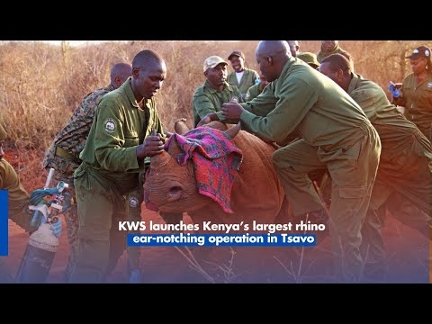 KWS launches Kenya’s largest rhino ear-notching operation in Tsavo