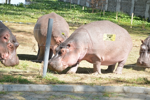 2 Ugandans killed in hippo attack in Lake Victoria